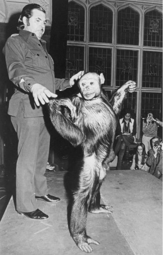 В США учёные ещё 100 лет назад скрестили человека и шимпанзе