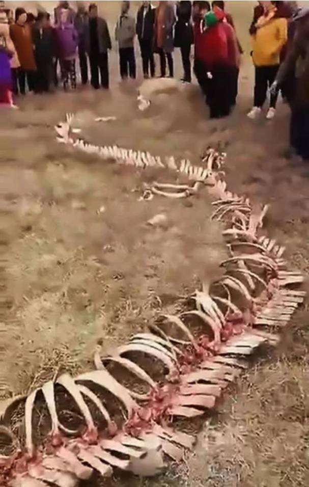 Скелет 18-метрового «дракона» был найден в Китае. Удивительно, оказывается, драконы живут и сейчас!