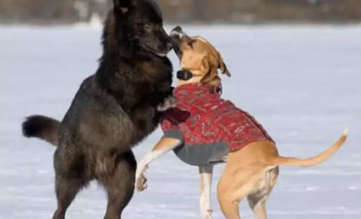 собака и волк